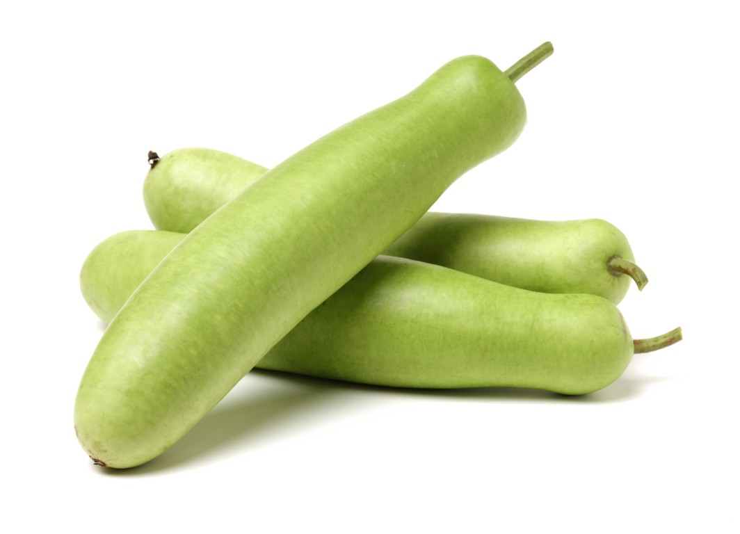 Indian Opo