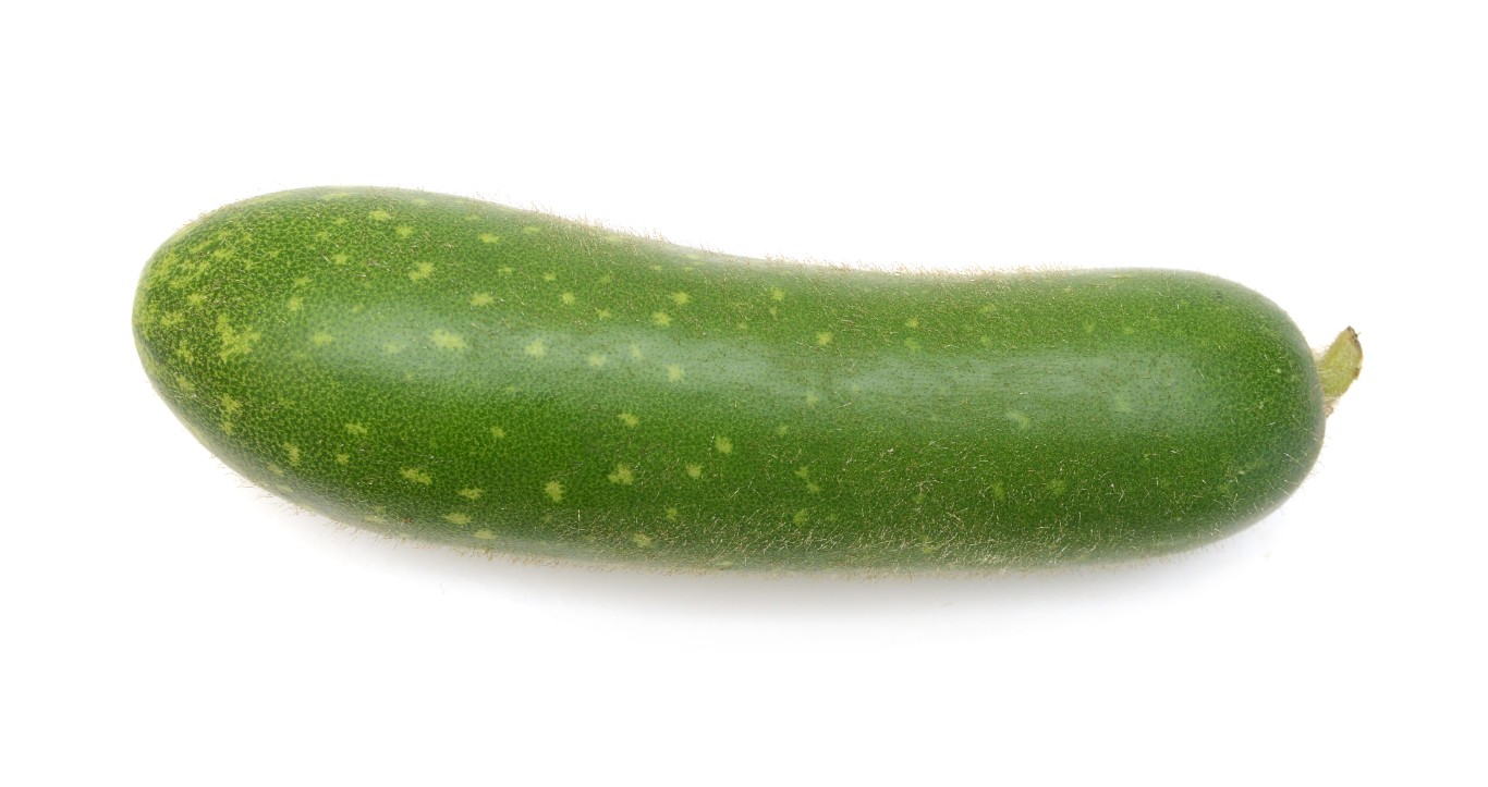 Moqua (Fuzzy Squash)