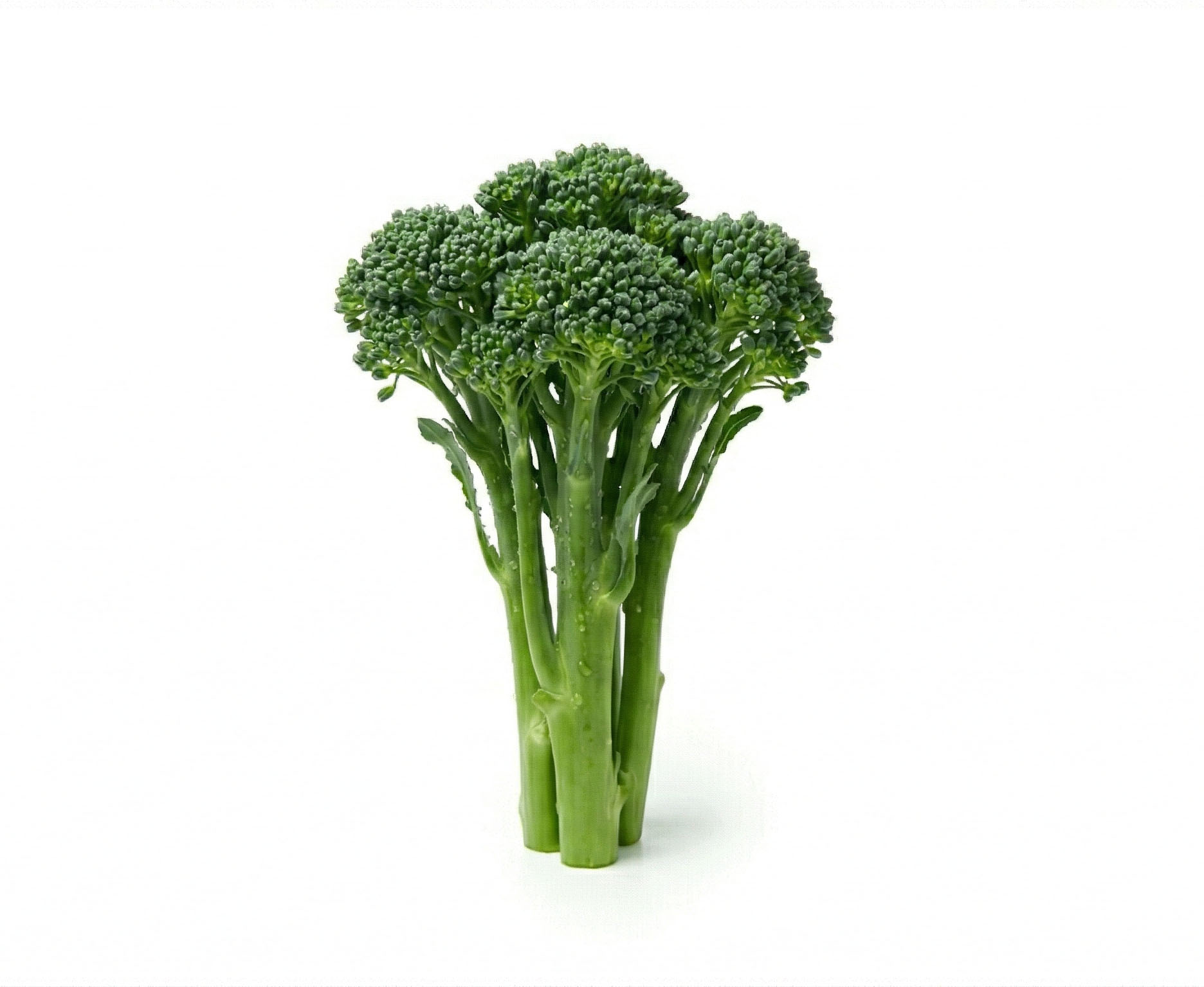 Broccolini